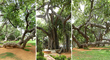 Banayan Tree Mahabub nagar Tourism
